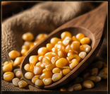 Dried corn kernels